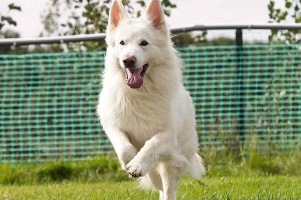 DE WITTE PAREL__8508425 (5)