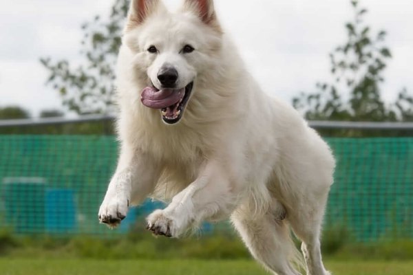 DE WITTE PAREL__8508447 (4)