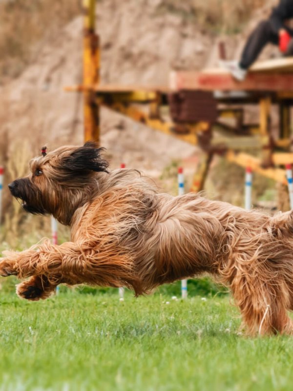 dog-catching-flying-disk-in-jump-pet-playing-outd-2023-11-27-04-57-14-utc dog-catching-flying-disk-in-jump-pet-playing-outd-2023-11-27-04-57-14-utc