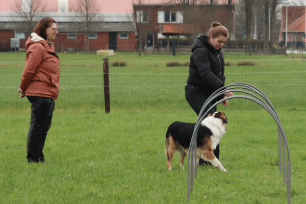 Hondentraining op de wei - Hondensport