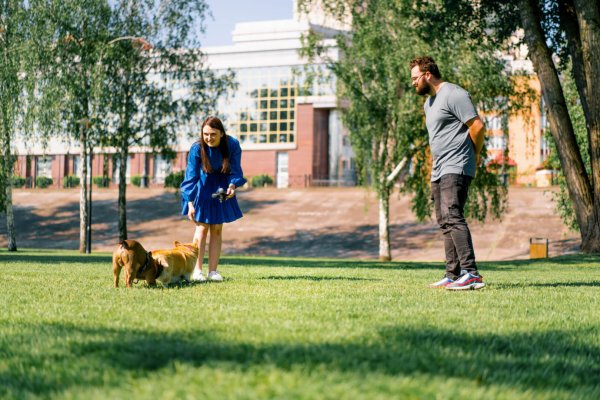 small funny cute dogs french bulldog and corgi on a walk in the park playing on the grass portrait of dogs owners watching them